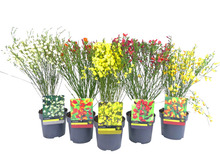 Vårginst Mix Ø14 cm